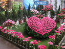 Laser rose photo