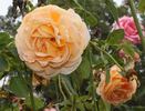 Barossa Dream rose photo