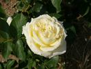 Promontor rose photo
