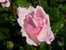 Tisza rose photo