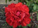 Wild West ™ rose photo