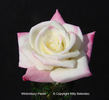 Wintonbury Parish rose photo