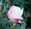 Wintonbury Parish rose photo