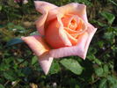 Good News rose photo