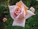 Good News rose photo