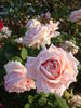 Good News rose photo
