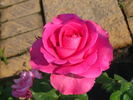 Laser rose photo