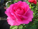 Laser rose photo