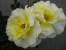 Tweety rose photo