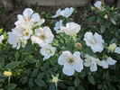 Tear Drop rose photo