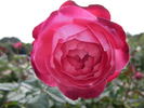 Chi Dan Hong Xin rose photo