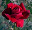 Red Joy rose photo