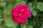 Auguste Kordes rose photo