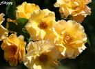 Skippy rose photo