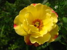 Circus ® rose photo
