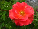 Circus ® rose photo
