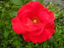 Circus ® rose photo