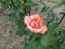 Peach Treat rose photo