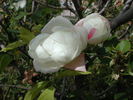 Filigree rose photo