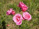 Eulalia rose photo