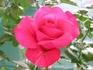 Big Time rose photo