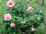 Dream Pink rose photo