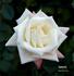 Lynette rose photo