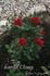 Santa Claus rose photo