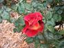 Gypsy Leonidas rose photo