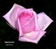Esme Euvrard rose photo