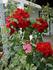Jacob's Ladder rose photo