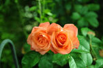 Wow rose photo
