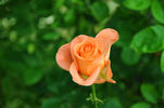 Wow rose photo