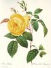 Parks' Yellow Tea-scented China rose photo