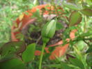 Ibrido di Castello rose photo