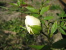 Ibrido di Castello rose photo