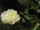 Ibrido di Castello rose photo