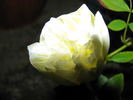 Ibrido di Castello rose photo