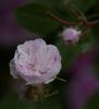De Meaux White rose photo