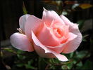 Flower Power rose photo