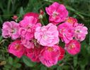 Mrs. Tom Henderson rose photo