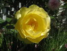 Irene's Awakening rose photo