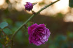 Robusta (bourbon, Soupert rose photo