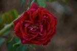 Robusta (bourbon, Soupert rose photo