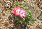 Cinderella's Song rose photo