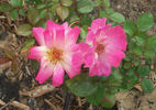 Cinderella's Song rose photo