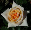 Sam Trivitt rose photo
