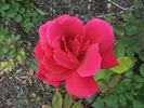 Audie Murphy rose photo