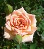 Nancy Hall rose photo