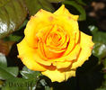 Aloha ® rose photo